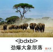 【游戏迷】劲爆大象部落竟然真的存在?好心人帮其卖货却惨遭拷问!