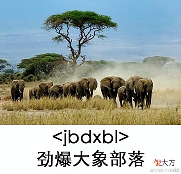 【游戏迷】劲爆大象部落竟然真的存在?好心人帮其卖货却惨遭拷问!