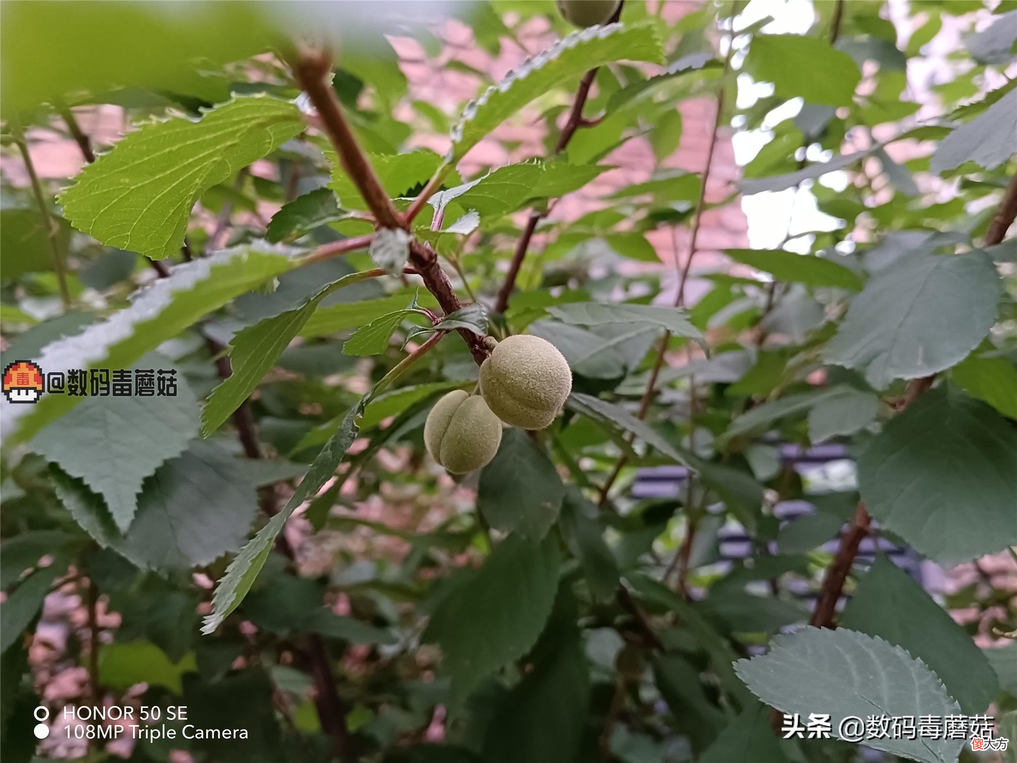 一亿像素和更好的LCD高刷屏幕 高刷新率AMOLED和LCD屏幕