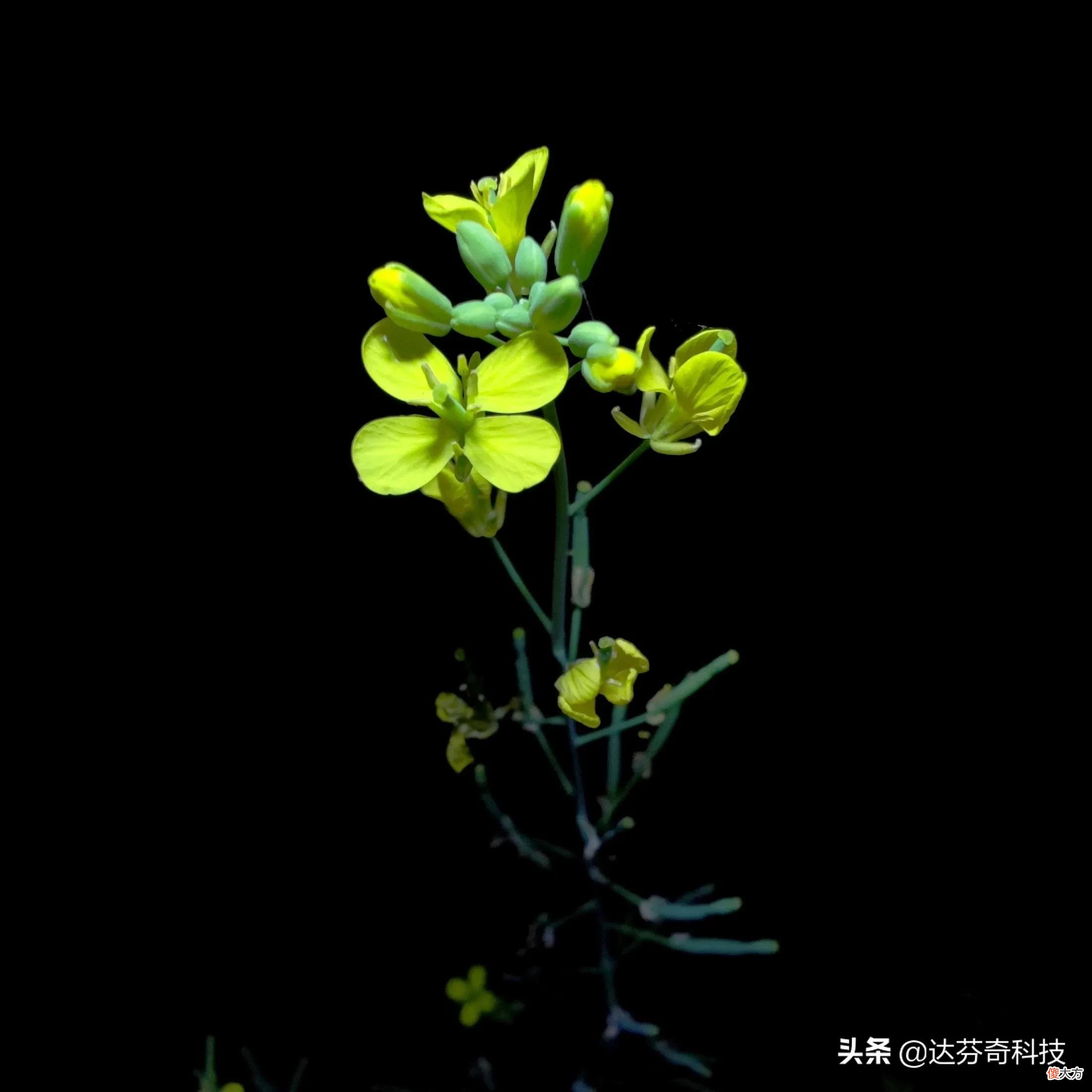 小米11Ultra手机微距到底行不行 小米11ultra支持微距吗