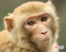 人一多就嗨翻全场的生肖里面他们仨最无敌