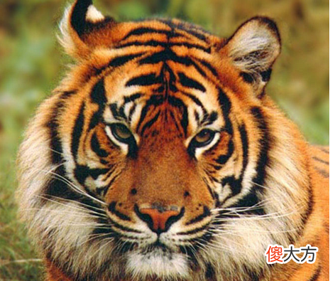 人一多就嗨翻全场的生肖里面他们仨最无敌