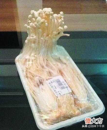 买回的金针菇在冰箱继续生长 冰箱里的金针菇变长了