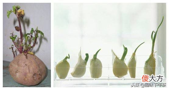 买回的金针菇在冰箱继续生长 冰箱里的金针菇变长了