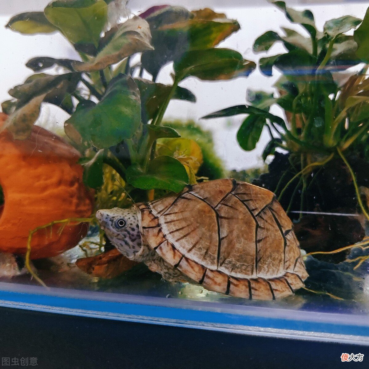 剃刀龟要怎么养 剃刀龟该怎么养
