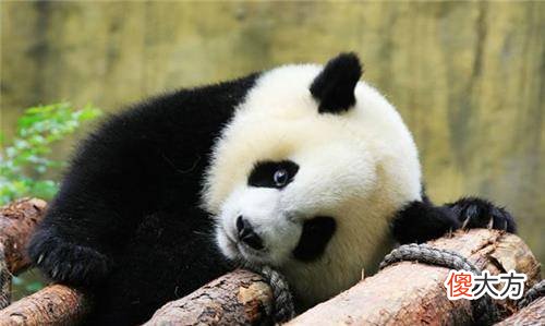 【爱历史】猛兽为何不敢吃大熊猫？专家：你看上古时期的另一个名字，就懂了