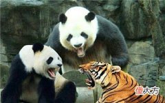 【爱历史】猛兽为何不敢吃大熊猫？专家：你看上古时期的另一个名字，就懂了