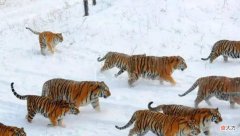 【爱历史】狮子和老虎到底谁厉害，今人争论不休，但早在汉代我国就做过实验