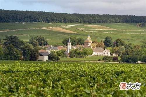 喝点葡萄酒有助于睡眠吗 葡萄酒可以助睡眠吗