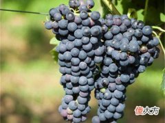 最佳的干白葡萄酒酒精度多少 白葡萄酒几度口感最好