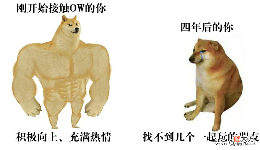 那只活在表情包里的柴犬doge 表情包 柴犬