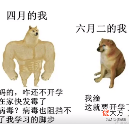 那只活在表情包里的柴犬doge 表情包 柴犬