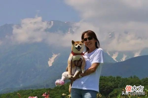 那只活在表情包里的柴犬doge 表情包 柴犬