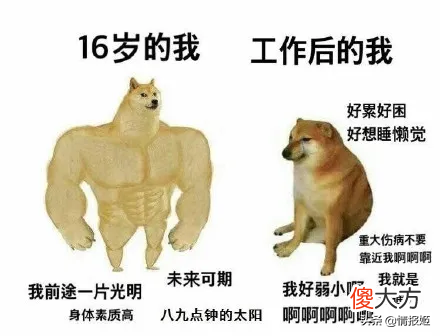 那只活在表情包里的柴犬doge 表情包 柴犬