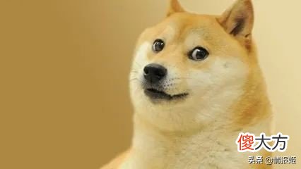 那只活在表情包里的柴犬doge 表情包 柴犬