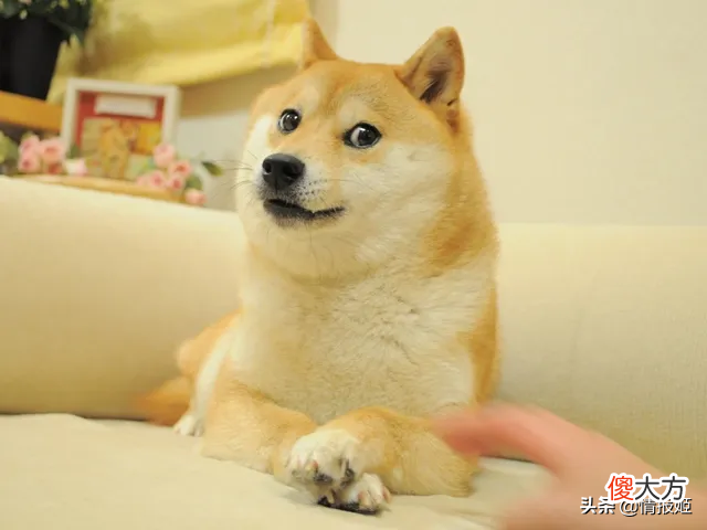 那只活在表情包里的柴犬doge 表情包 柴犬