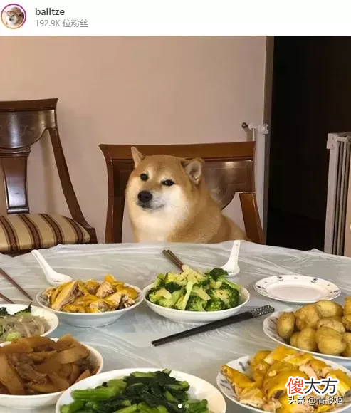 那只活在表情包里的柴犬doge 表情包 柴犬