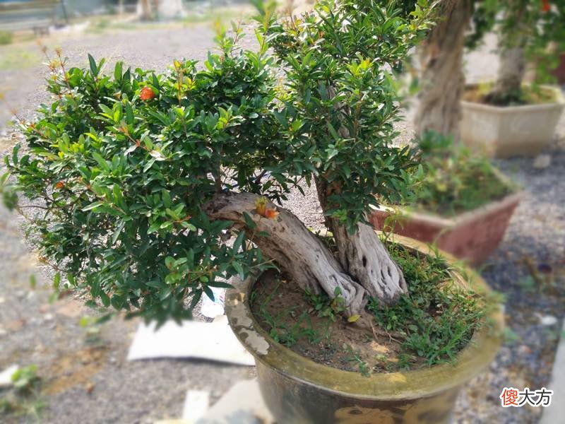 石榴花的盆景造型如何栽培 盆栽石榴怎样造型