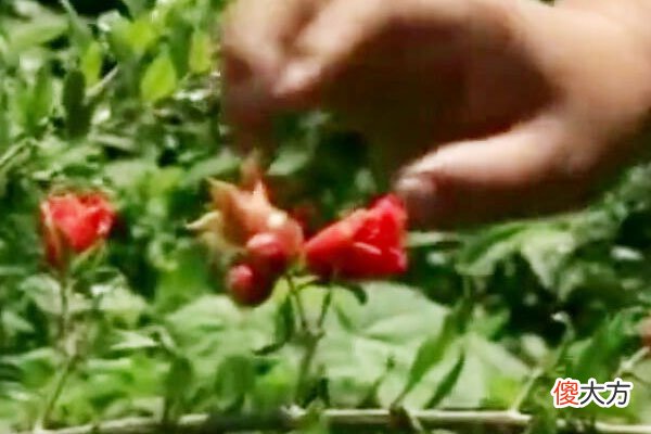 需要先了解花果特点 花果是什么的主要特征