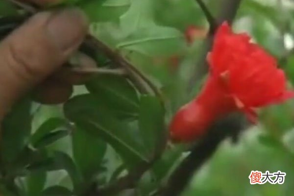 需要先了解花果特点 花果是什么的主要特征