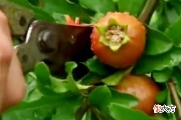 需要先了解花果特点 花果是什么的主要特征