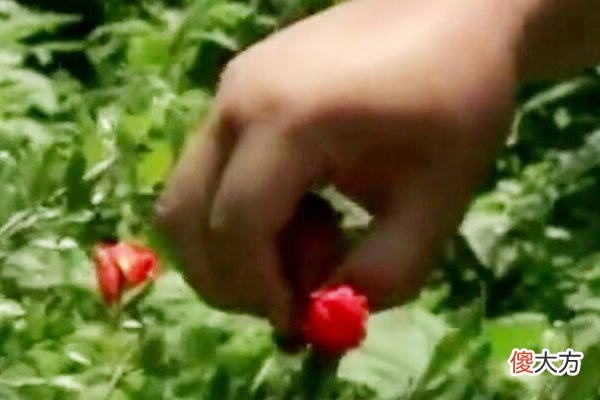 需要先了解花果特点 花果是什么的主要特征