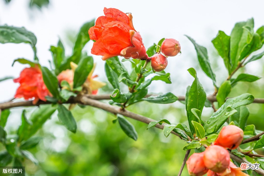 需要先了解花果特点 花果是什么的主要特征