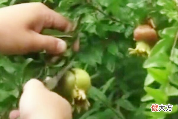 需要先了解花果特点 花果是什么的主要特征