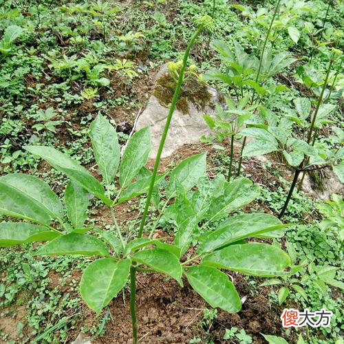 见过竹节一样的野参吗 野三七和竹节参一样吗