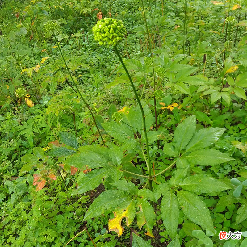 见过竹节一样的野参吗 野三七和竹节参一样吗