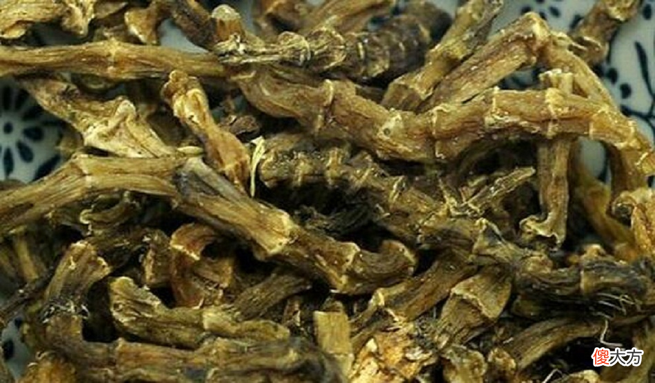 见过竹节一样的野参吗 野三七和竹节参一样吗