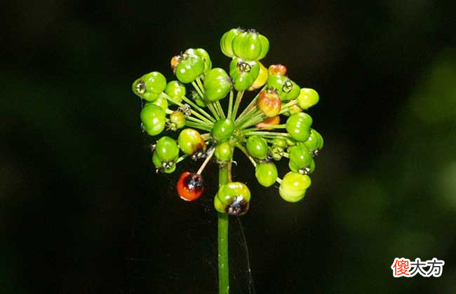 见过竹节一样的野参吗 野三七和竹节参一样吗