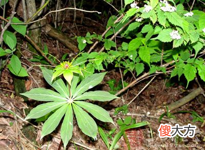 见过竹节一样的野参吗 野三七和竹节参一样吗