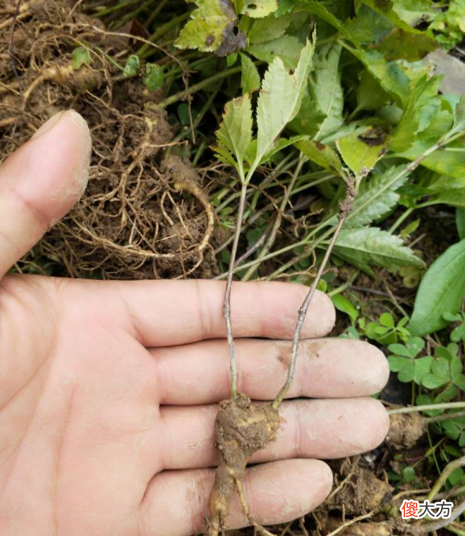 见过竹节一样的野参吗 野三七和竹节参一样吗
