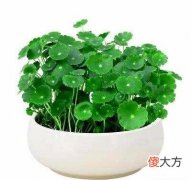 栽种铜钱草用水草泥好还是陶粒沙好 铜钱草用水草泥种植好吗