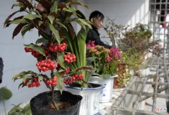 煤渣是养花的好材料 煤炭渣养花