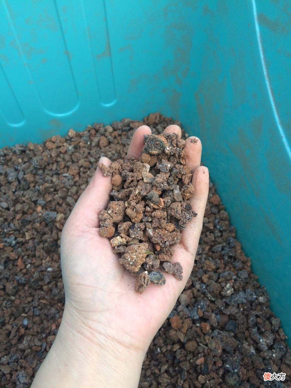 煤渣是养花的好材料 煤炭渣养花
