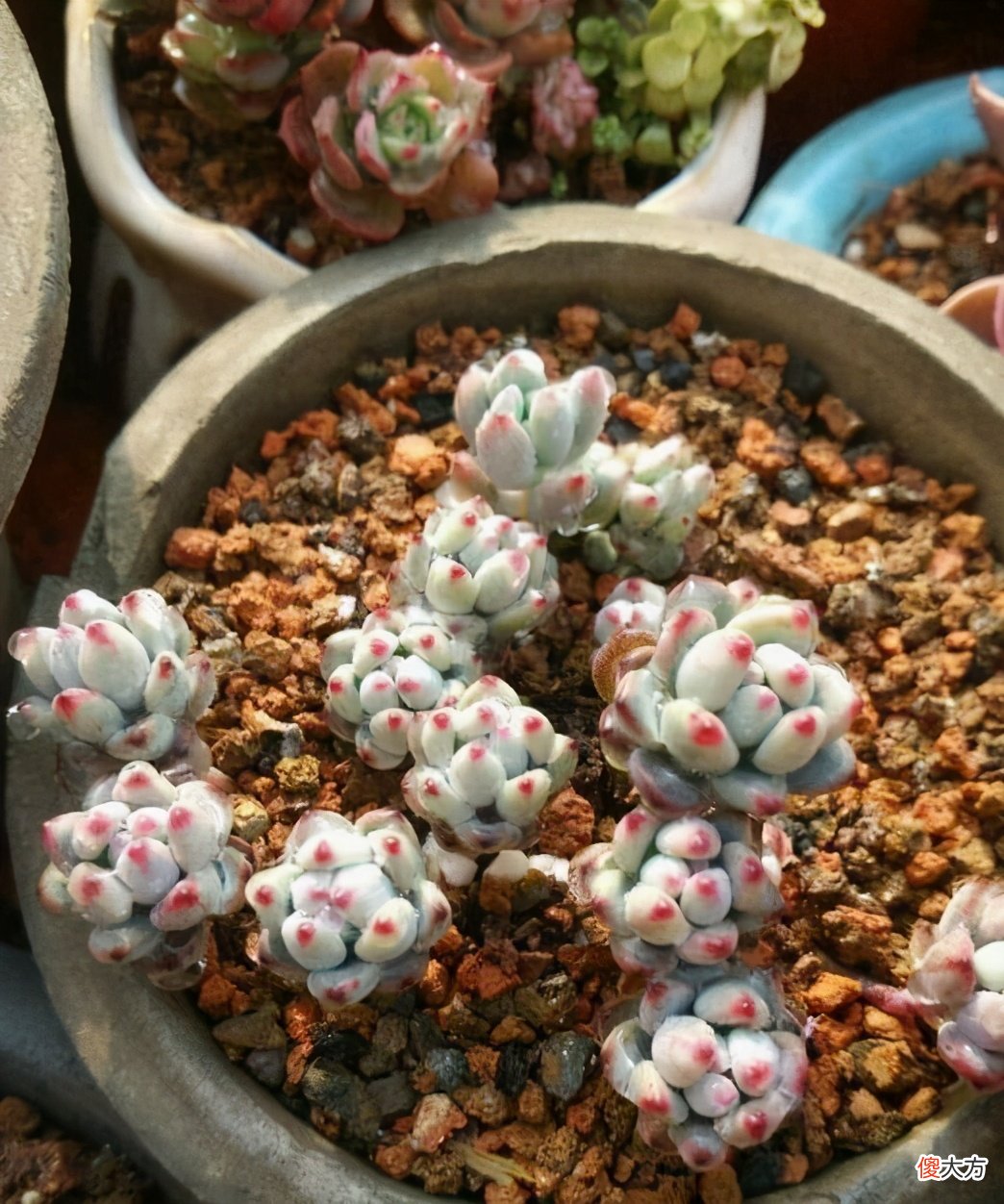 煤渣是养花的好材料 煤炭渣养花