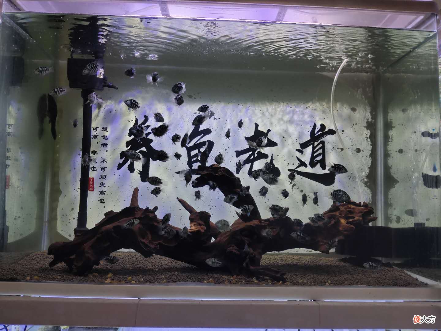 很多选择铺设陶粒 陶粒铺设方法