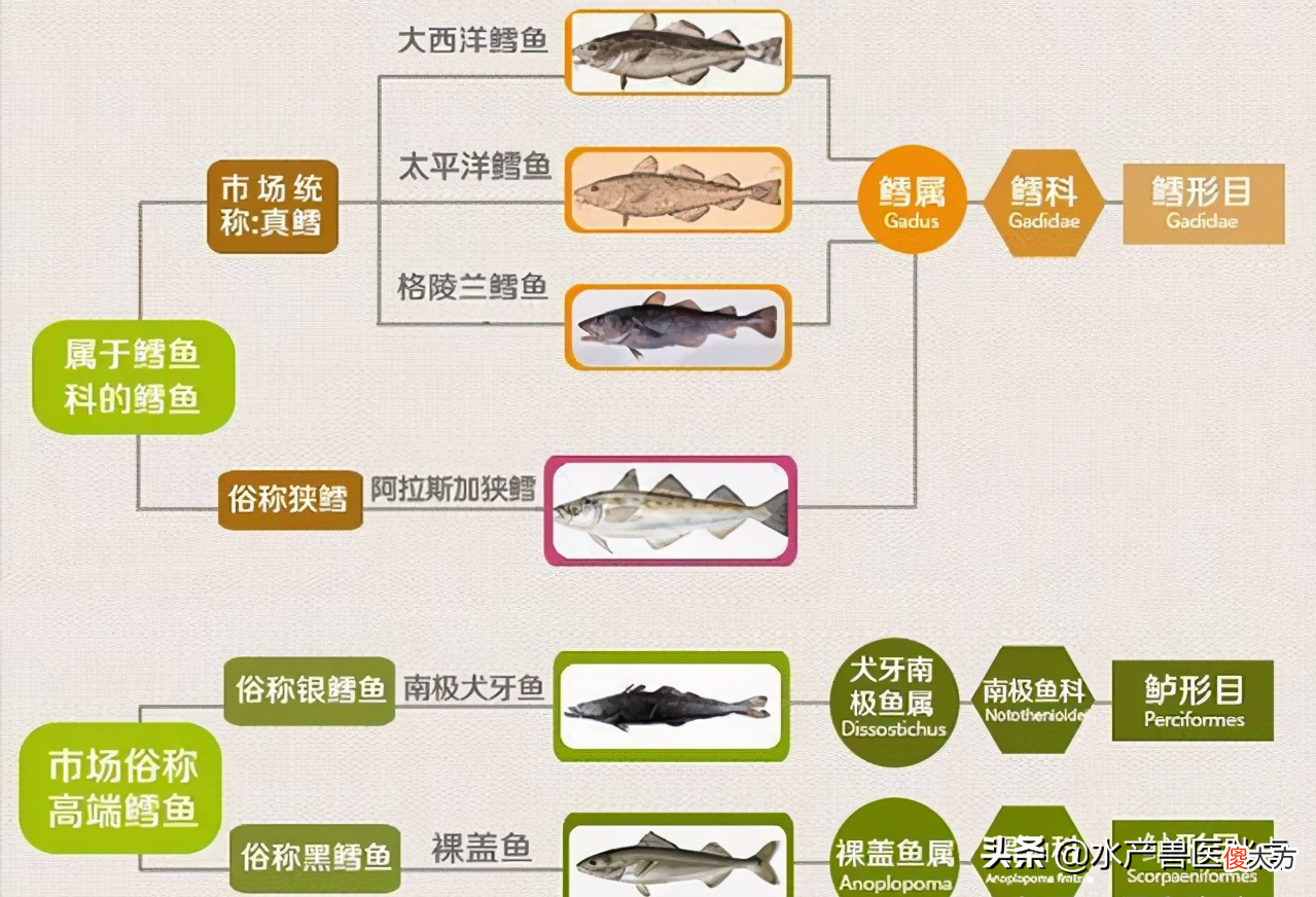 鳕鱼吃多后隐藏的2点危害 鳕鱼吃多了会怎样