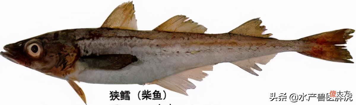 鳕鱼吃多后隐藏的2点危害 鳕鱼吃多了会怎样