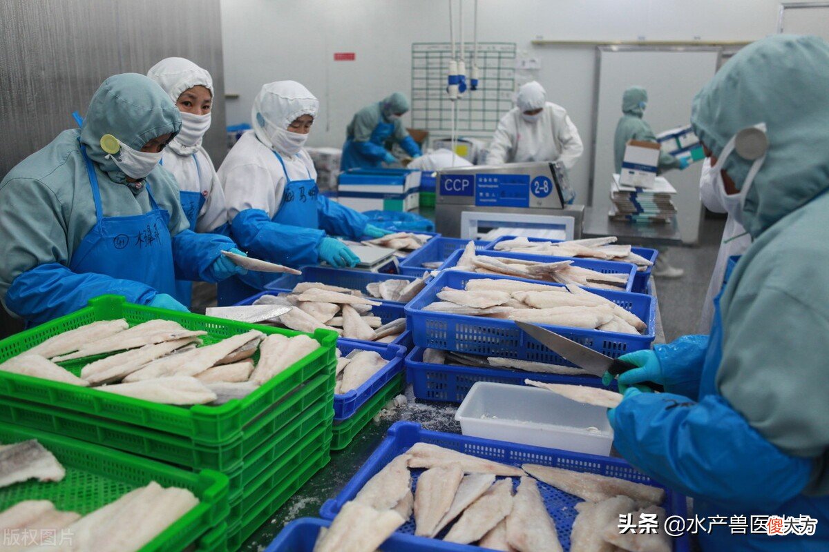 鳕鱼吃多后隐藏的2点危害 鳕鱼吃多了会怎样