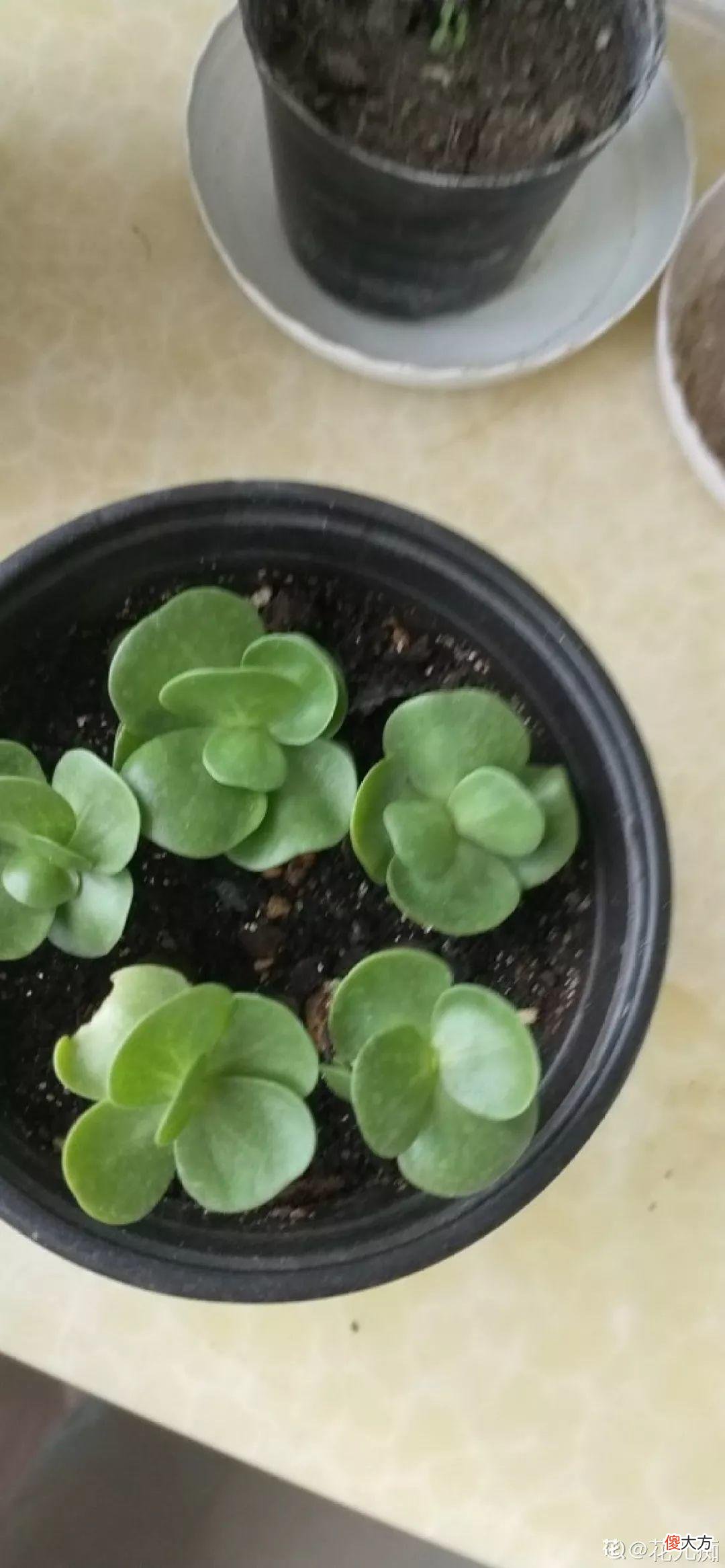 多肉砍一截就能活 多肉砍下来枝可以活吗?