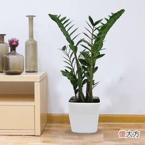 金钱树几年不冒芽 金钱树不发芽