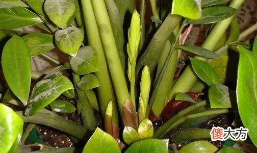 金钱树几年不冒芽 金钱树不发芽