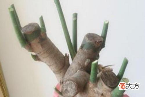金钱树几年不冒芽 金钱树不发芽