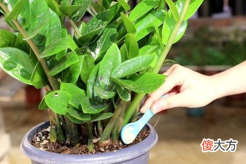 金钱树几年不冒芽 金钱树不发芽