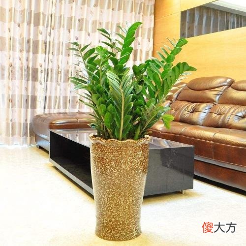 金钱树几年不冒芽 金钱树不发芽