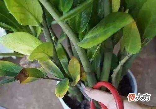 金钱树几年不冒芽 金钱树不发芽