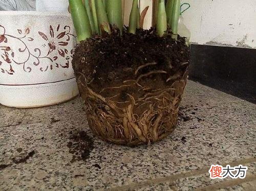 金钱树几年不冒芽 金钱树不发芽